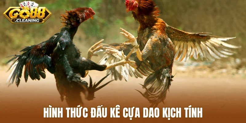 Hình thức đấu kê cựa dao kịch tính